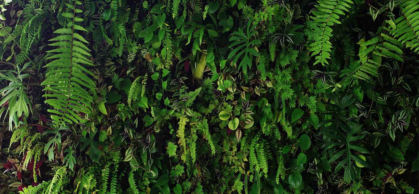 Oval stadium’s ‘living wall’