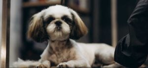 GMEX Robotics’ investee MediaMeta has begun developing an AI-powered canine washing and grooming station with US clients.