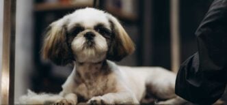 GMEX Robotics’ investee MediaMeta has begun developing an AI-powered canine washing and grooming station with US clients.