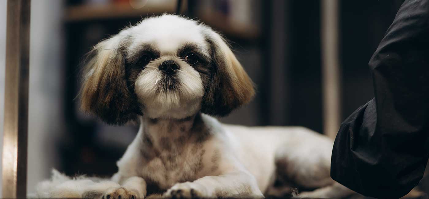 GMEX Robotics’ investee MediaMeta has begun developing an AI-powered canine washing and grooming station with US clients.